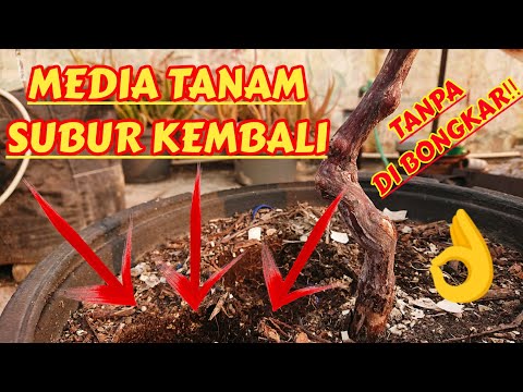 Video: Perlukah saya menyuburkan luffa saya?