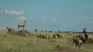 Ep. 14: 'Great Wildebeest Migration' highlights from live broadcast
