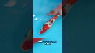 The Ultimate Guide To Sumi Quality In Koi