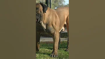 Most Dengueras Boerboel Dog 