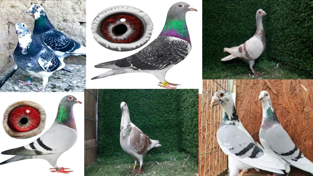 মন্টু ভাই এর রেসার কবুতর সেল করা হবে পানির দামে #lover #pigeon #01831482800iomwhatsapp 