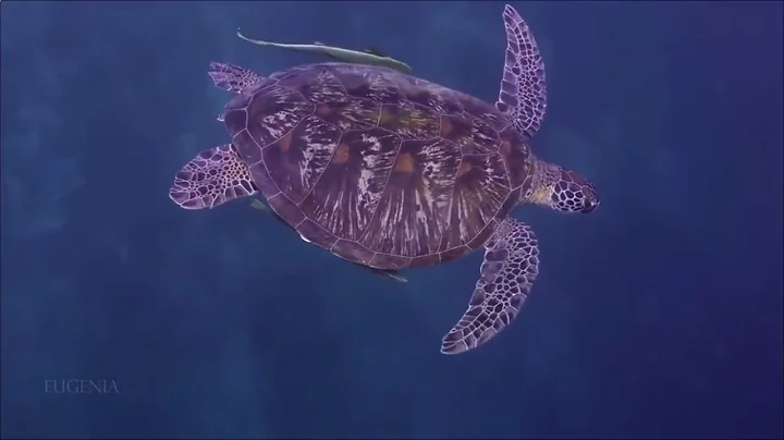 Ocean 52