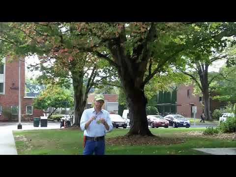 Sugar maple (Acer saccharum) - Plant Identification