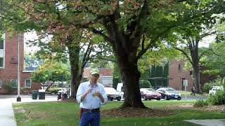 Sugar maple (Acer saccharum) - Plant Identification