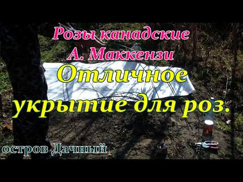 Укрытие роз на зиму ГЕОТЕКСТИЛЕМ.