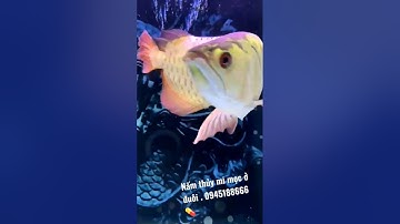 Cách chữa triệt để nấm thủy mi ở cá rồng