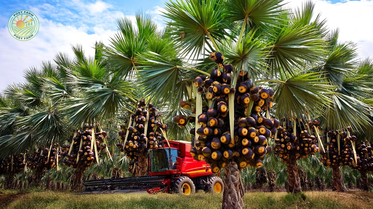 How Indian Farmers Harvest and Process Millions of Palmyra Palms | Inside Palmyra Farming