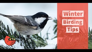 Winter Birding Tips
