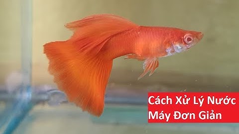 Cách Xử Lý Nước Máy Để Nuôi Cá Bảy Màu Đơn Giản