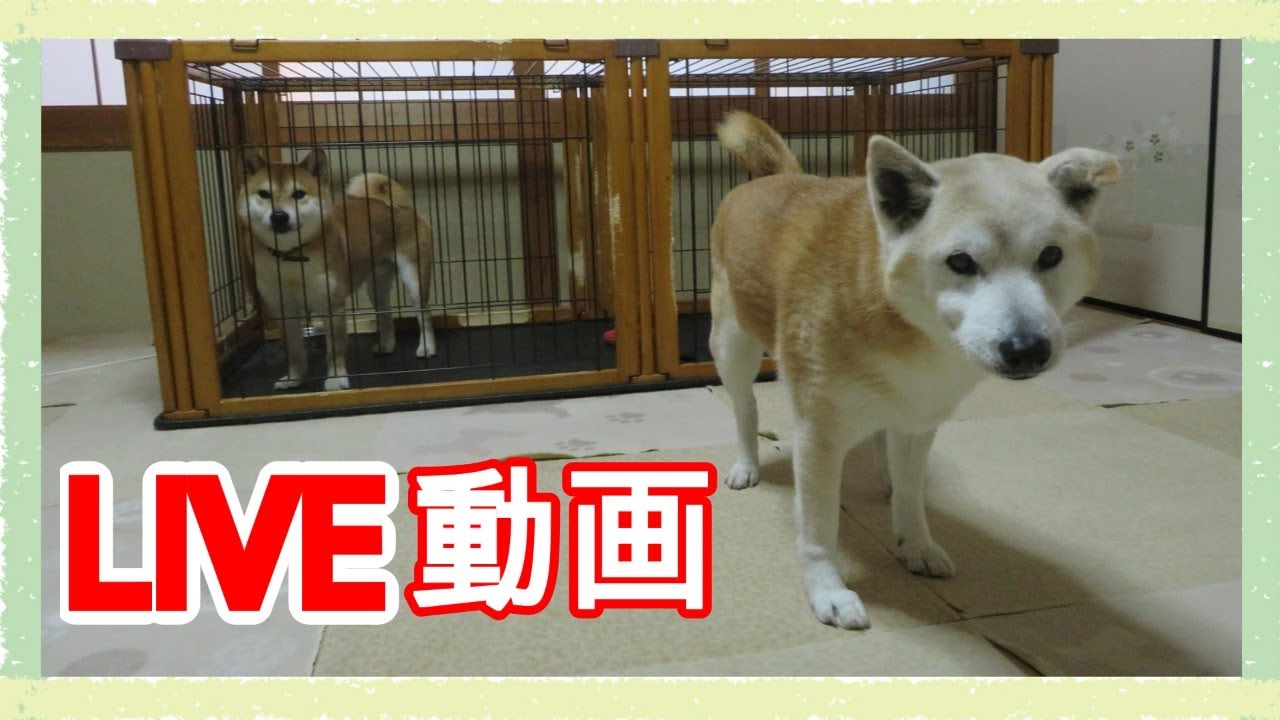 柴犬ライブ動画 柴犬まめとちゃめの平凡な日常 その Video Analysis Report