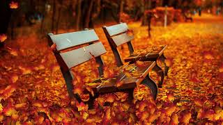 Falling Leaves Animation 4K   Free HD Stock Footage   No Copyright   Background Loop