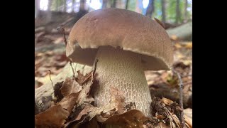 September Mushroom Foraging Course Highlights