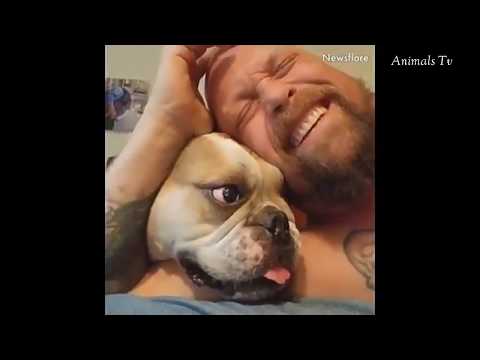 Awesome Funny Animals' Life Videos - Funniest Pets 2020 😃