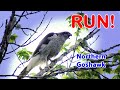 Northern Goshawk - America's most fiercesome hawk