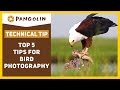 Bird Photography For Beginners