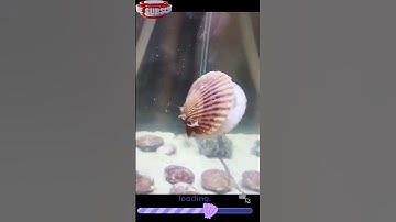 SHELLS ARE ALIVE?! SECRET LIFE OF SEASHELLS! #shorts #shell #seashell