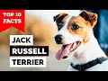 Jack Russel Terrier - Top 10 Facts