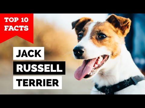 Video: Jack Russell Terrier / Parson Russell Terrier