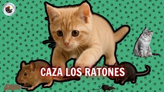 Video para #gatos | #ratones 2025