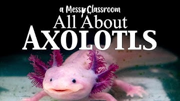 All About Axolotls | The Mysteries of the Axolotl | Surprising Facts About the Mexican Salamander