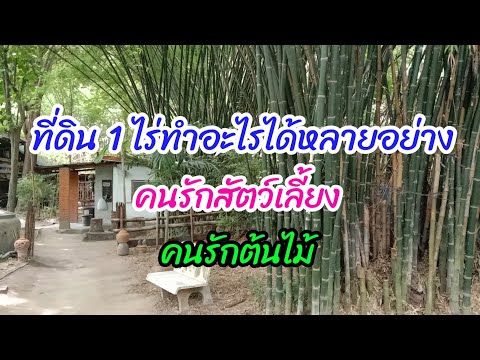 มีที่ดิน 1 ไร่ทำอะไรได้ตั้งหลายอย่าง @baansuanfarm 