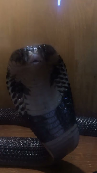 Кобра египетская 🐍 Ай 🥲 - YouTube