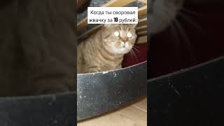 кот боится фбр #мем #subscribe #фбр #кот #ржака #а