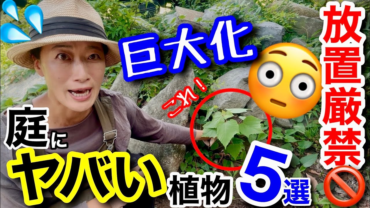 【要注意⚠️】庭に勝手に生えて巨大化する植物5選😳放置すると大変なことに…/ 抜いても生えてくる、種で庭に侵入、可愛くて育ててたら樹高10mに/ 成長する夏に庭をチェックすべし‼️【ガーデニング】