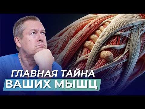 Мышцы тела человека | Значение мышц в сохранении здоровья