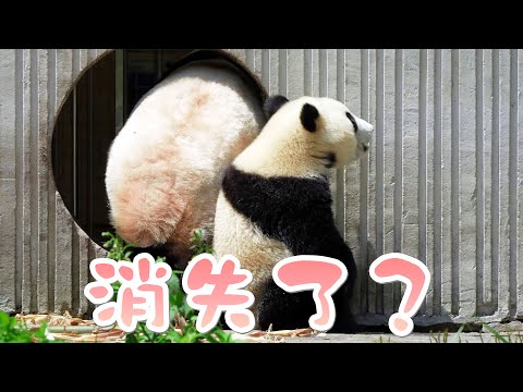 《熊貓早晚安》媽媽怎麼“消失”了 | iPanda熊貓頻道