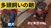お迎えルーティン パパに大興奮のロットワイラー ピットブル またケンカ Youtube お迎えルーティン パパに大興奮のロットワイラー ピットブル またケンカ Youtube