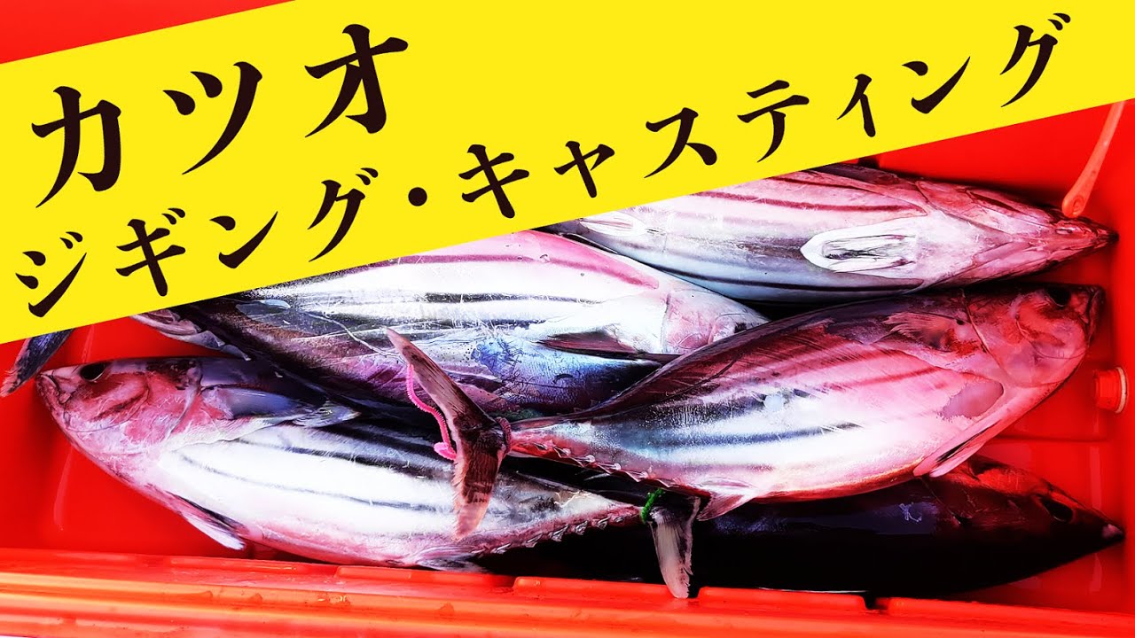 【カツオ爆釣！】初夏のキハダジギング・キャスティングゲーム / Yellowfin tuna Fishing in Japan YouTube