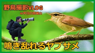 野鳥撮影Vlog 「ヤブサメの鳴き声轟く高尾山」| ガビチョウ、カケス、ウグイスなど | Asian stubtail , Birding in Japan shot on SONY a7Ⅳ