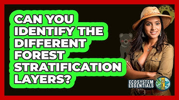 Can You Identify The Different Forest Stratification Layers? - Ecosystem Essentials