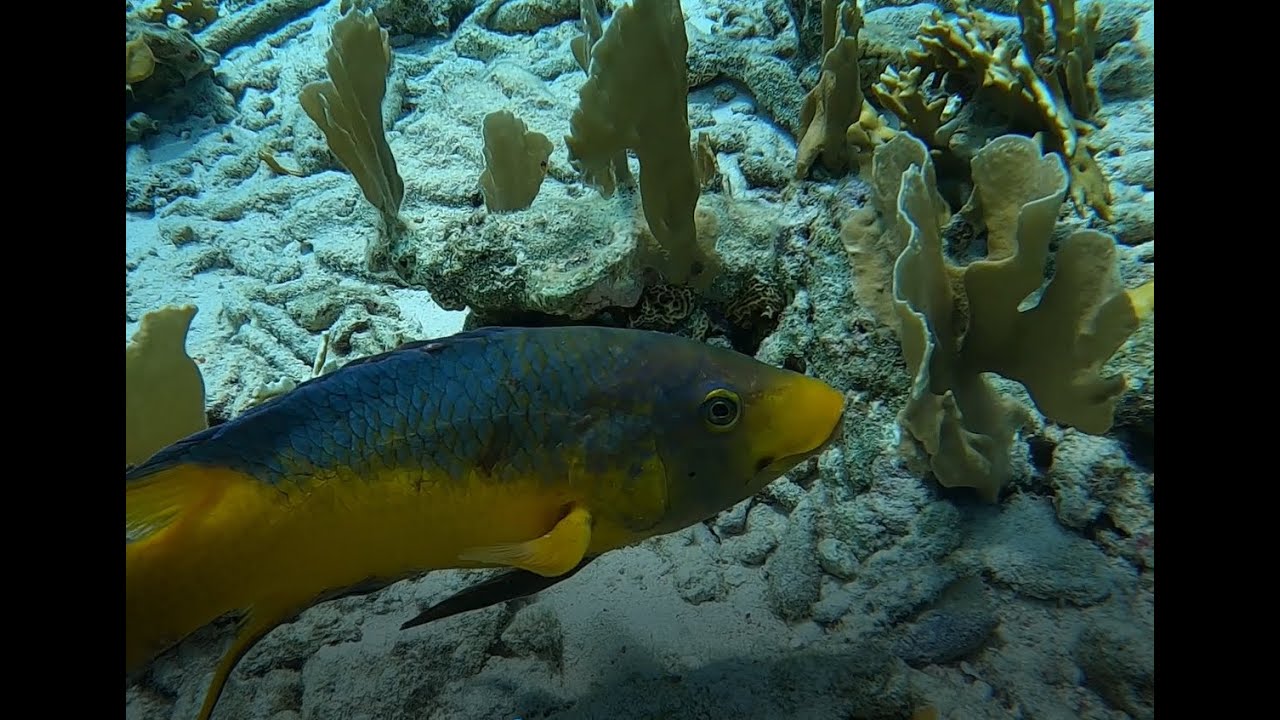 Snorkeling Bonaire Reef/Day Trip/Klein Bonaire Beautiful Excursion On