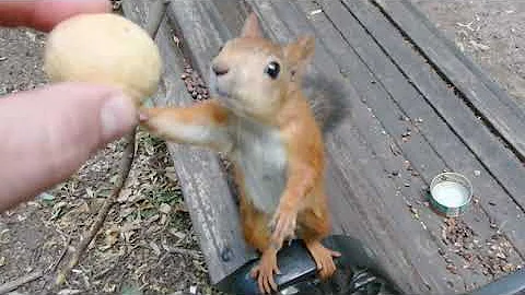 О ловкой белке, которая очень любит грецкие орехи / About a clever squirrel who loves walnuts