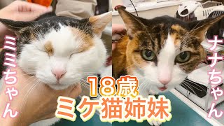 歳の三毛猫姉妹、うなー抗議の仕方まで尊い…【ミミちゃんナナちゃん】