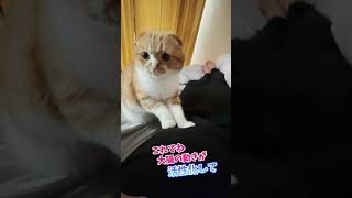 お腹をモミモミする猫、まるお (もみお) #Shorts