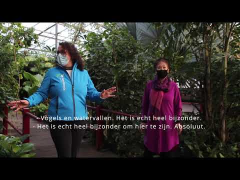 Video: Rozen: Bloemverzorging In April