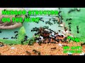 Messor structor ants prey on cockroaches (formicarium/nest for ants)