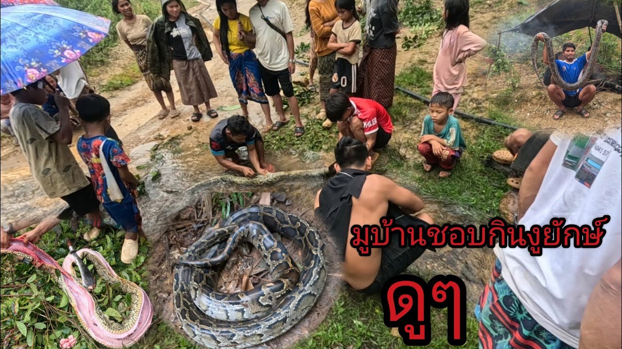 22 กรกฎาคม ค.ศ. 2025หมูบ้านชอบกินสั้วงูเลือมอร่อยมาก