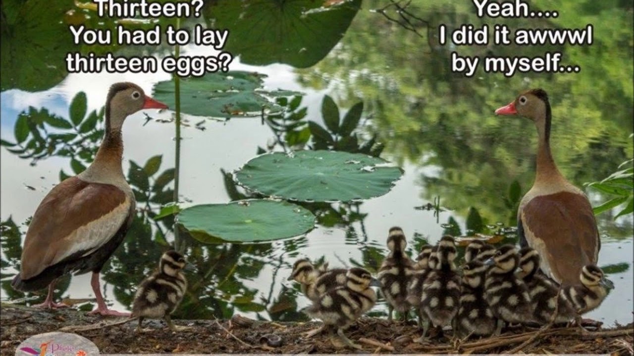 Black Bellied Whistling Ducks and their Ducklings 