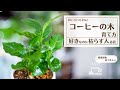 【コーヒーの木って知ってる?】日頃の疲れを癒やしたい方に育てて欲しい観葉植物