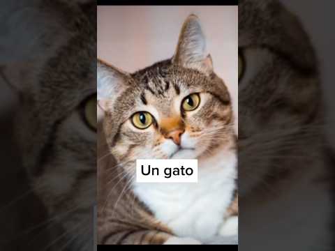 Así es como
