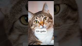 Así Es Como Ven El Mundo Los Animales