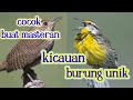 |kicau kicau|kicauan burung unik pas banget buat masteran