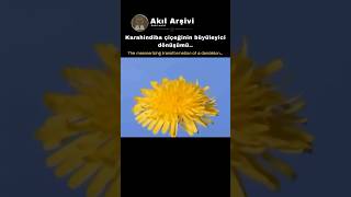 Büyüleyici Karahindiba Dönüşümü 🌼💨 | Çiçekten Tohuma