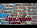 KALAU TRUCUKMU PUNYA MENTAL pasti nyaut emosi DENGAR SUARA trucukan gacor TARUNG ini