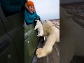 Saving a Polar Bear Cub from a Lynxs Swarm! 🐻❄️😼