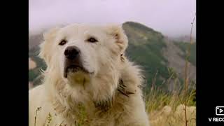 Our Dogs on National Geographic by Allevamento del Velino Sirente 4,020 views 4 years ago 8 minutes, 14 seconds